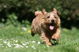 NORFOLK TERRIER 099